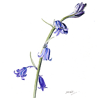 Bluebell 