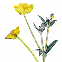 Meadow Buttercup