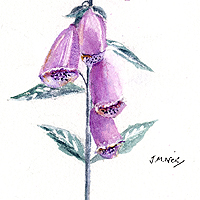 Foxglove 