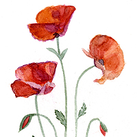 Wild Poppy