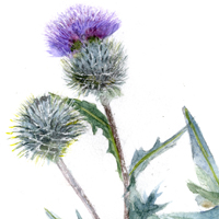 Thistle