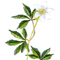 Wood Anemone